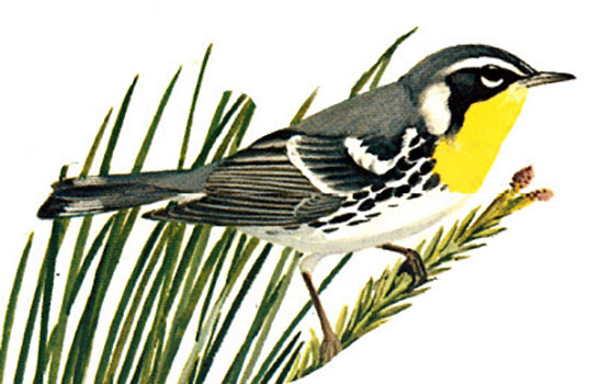 Yellow-throated Warbler