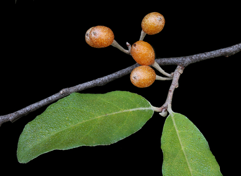 Fruit