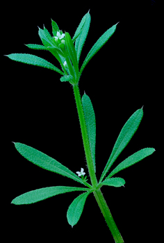 Bedstraw