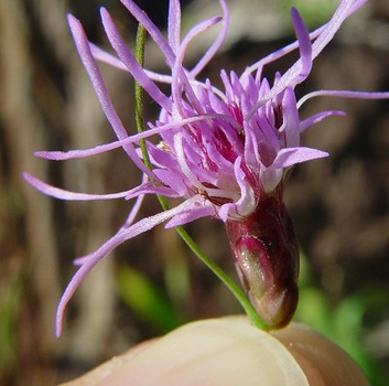 Close-up of a dense blazing star flower