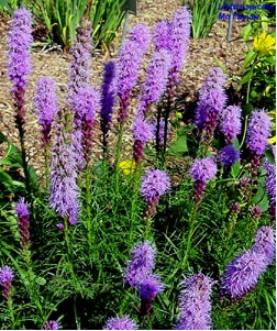Dense blazing star flowers