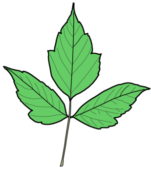 Box elder leaf
