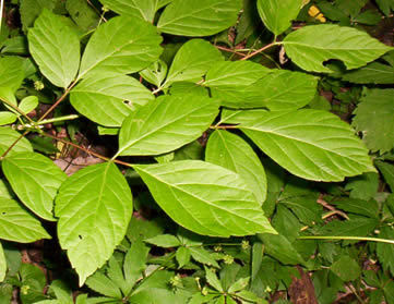 Box elder leaves usually have three leaflets and petioles are usually light red.