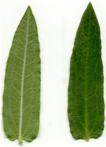 Leaves of butterfly milkweed