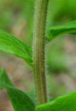 Stem of butterfly milkweed