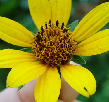Ray flowers are the large yellow petals and disc flowers are in the center of the flower head