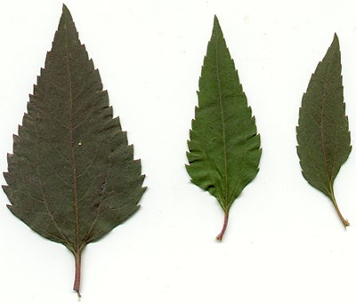 Leaves of false sunflower