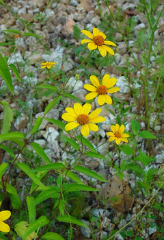 False sunflower
