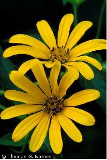 Flower heads of false sunflower