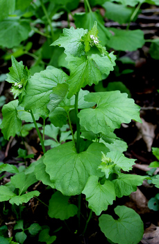Garlic mustard
