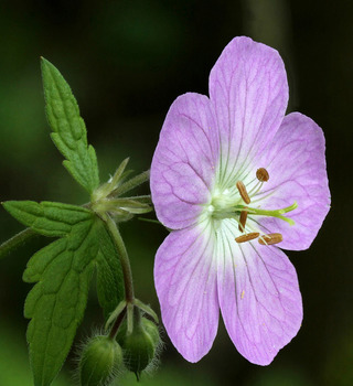 Wild geranium flower
