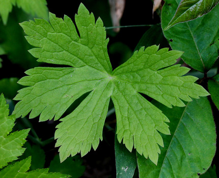 Wild gernanium leaf