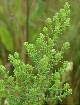 Heath aster flower buds