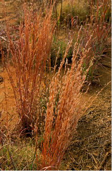 Little bluestem