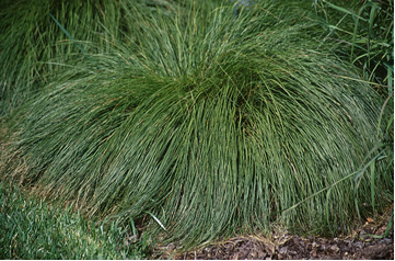 Prairie dropseed