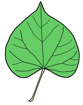 Redbud leaf