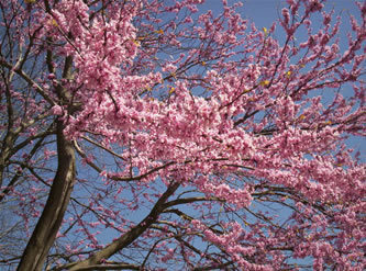 Redbud in bloom
