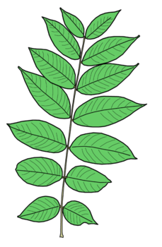 Walnut leaf