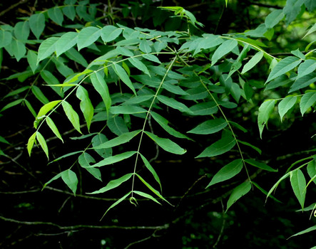 Walnut leaves