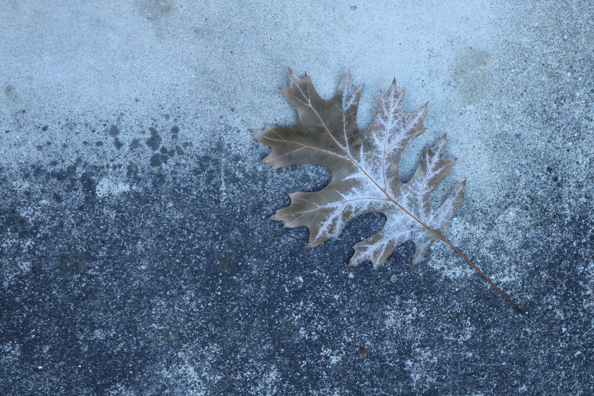 Icy leaf