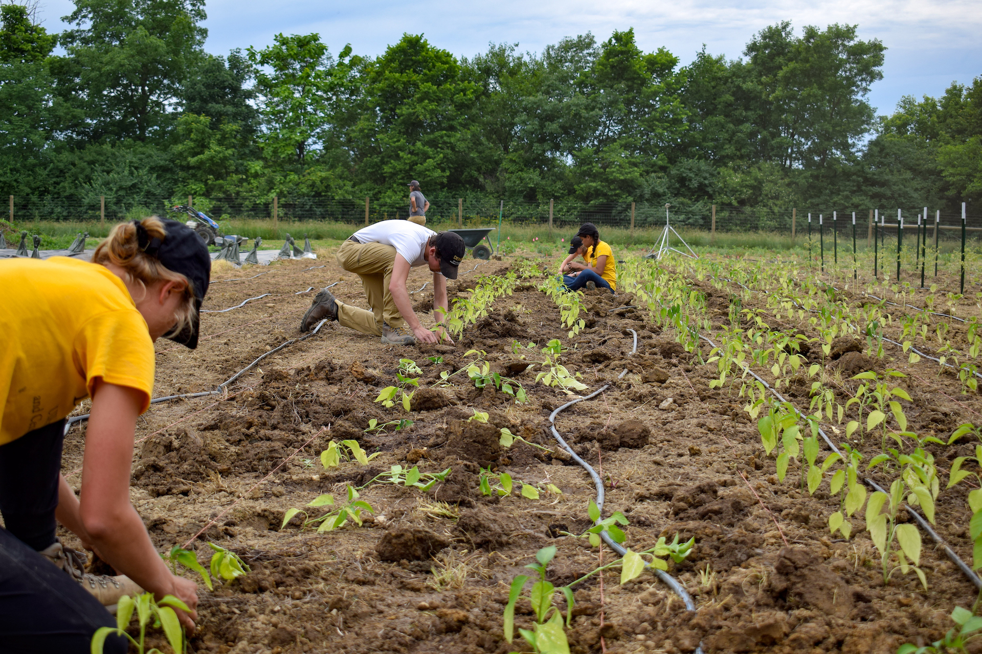 Students digging in the dirt at the Campus Farm