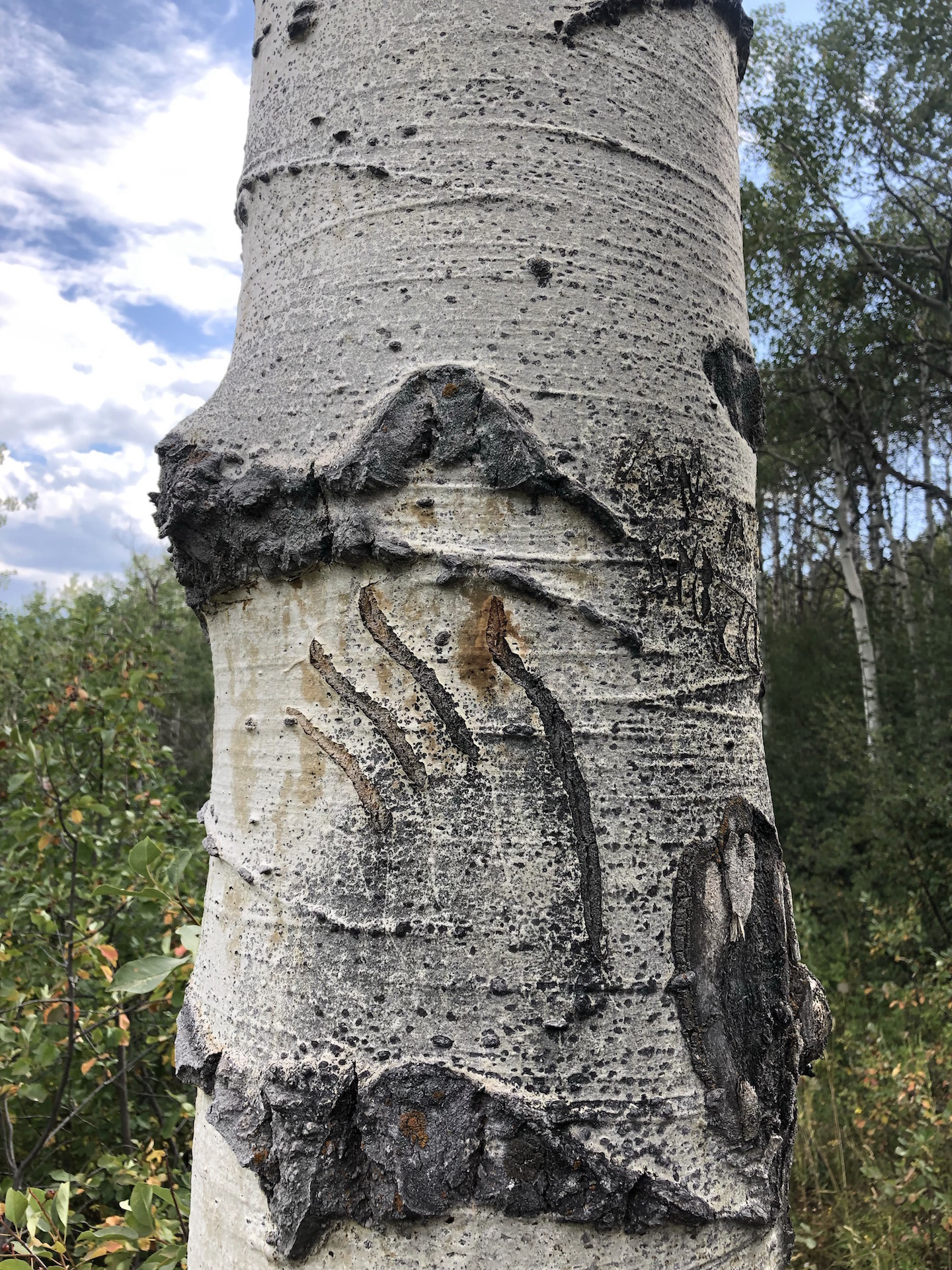 Photo of a tree with scratches on it 