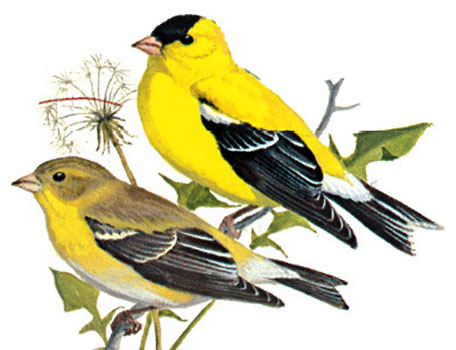American goldfinch - female (left) and male (right)