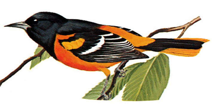 Baltimore oriole (male)