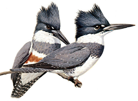 Belted Kingfisher female (left) and male (right)