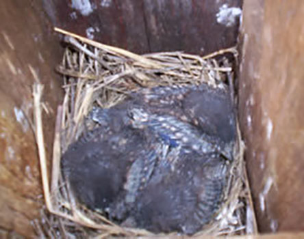 Eastern bluebird nestlings