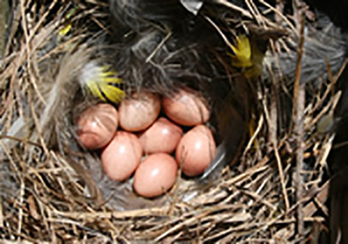 House Wren nest and eggs