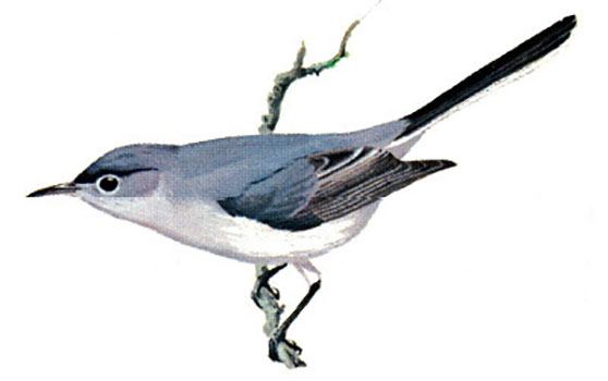 Blue-gray Gnatcatchers (Polioptila caerulea)