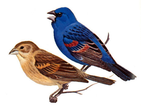 Blue Grosbeak - female (left) and male (right)