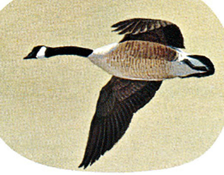 Canada Goose