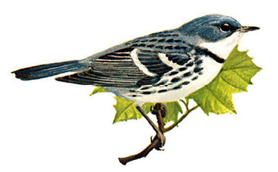 Cerulean Warbler (male)