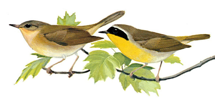 Common Yellowthroat female (left) and male (right)