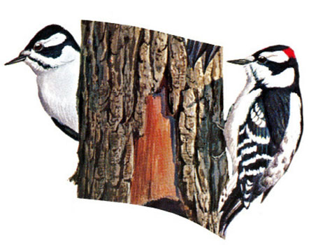 Downy Woodpecker female (left) and male (right)