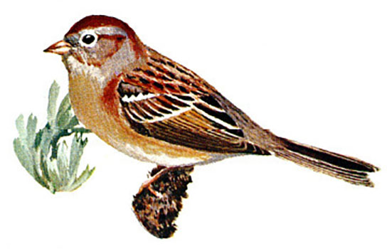 Field Sparrow