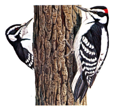 Hairy Woodpecker female (left) and male (right)