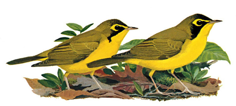 Kentucky Warbler female (left) and male (right)
