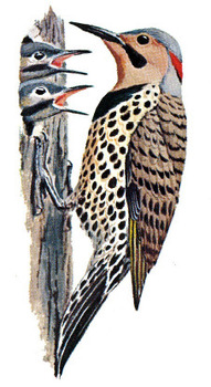 Northern Flicker male