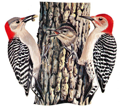 Red-bellied Woodpecker female (left) and male (right)