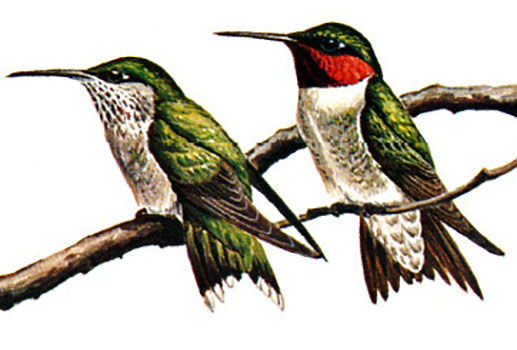 Ruby-throated Hummingbird female (left) and male (right)