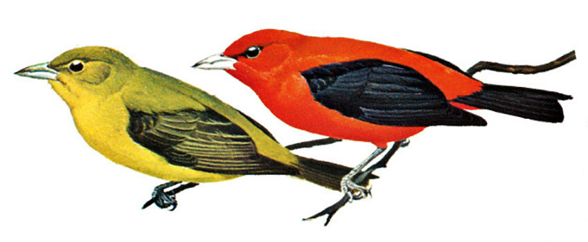 Scarlet Tanager female (left) and male (right)