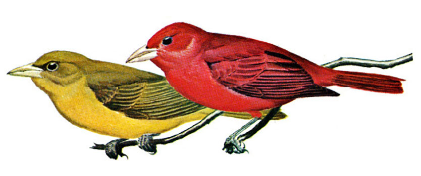 Summer Tanager female (left) and male (right)