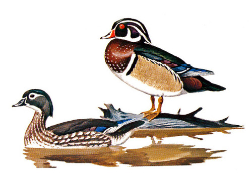 Wood Duck female (left) and male (right)