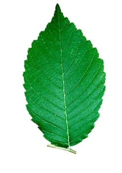 American Elm leaf