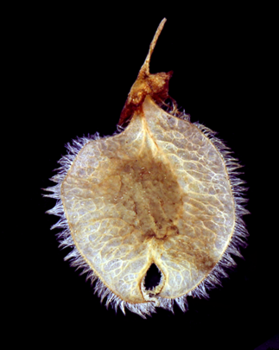 American Elm fruit