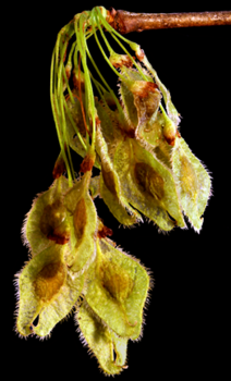 American Elm fruit