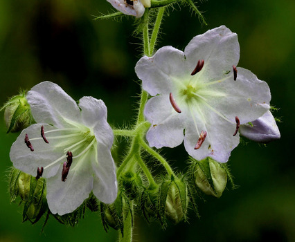 Appendaged waterleaf flowers